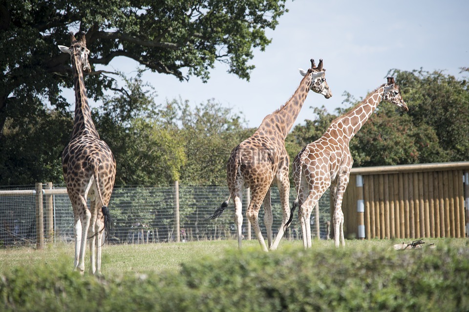 動物園,野生動物,長頸鹿