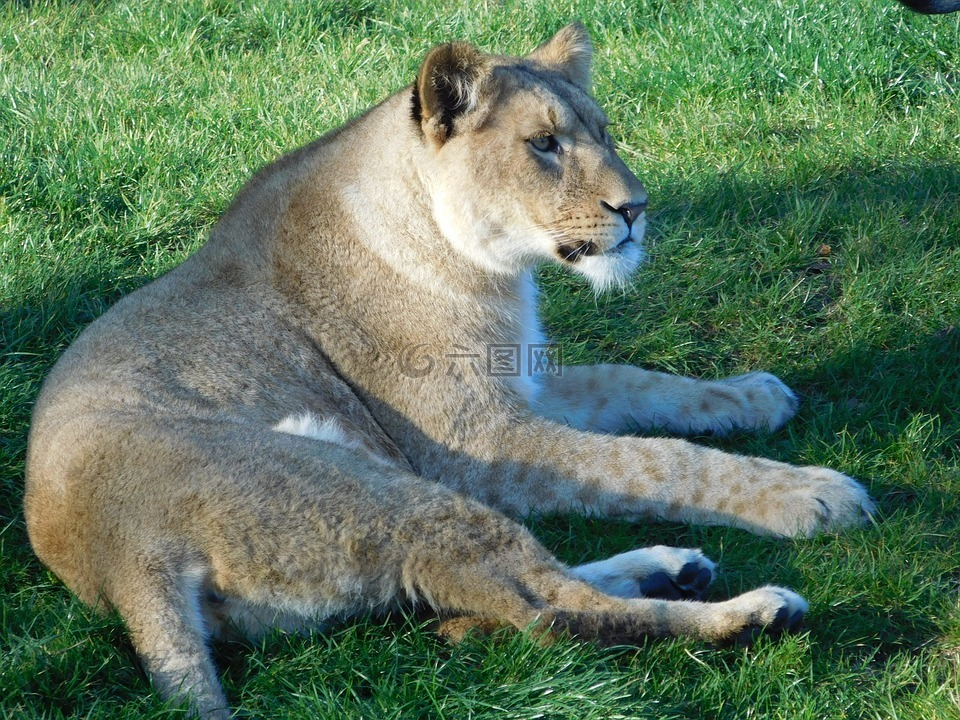 獅子,野生動(dòng)物公園,動(dòng)物