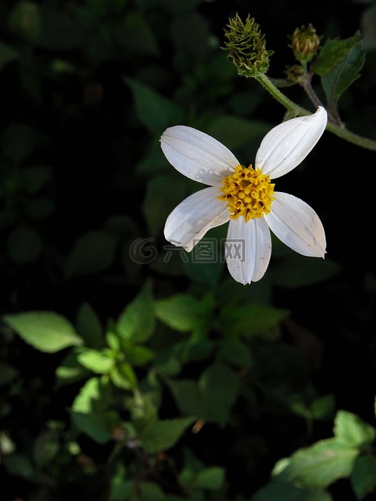 咸豐草,白,花