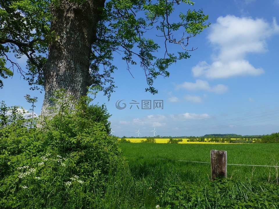 油菜籽場,景觀,油菜