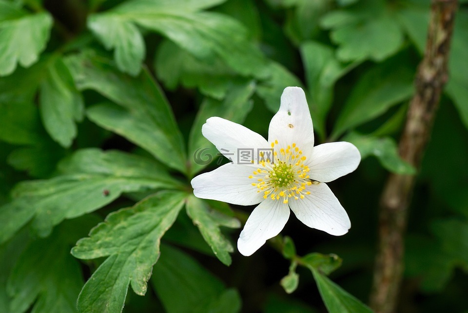 宏,花,性質(zhì)