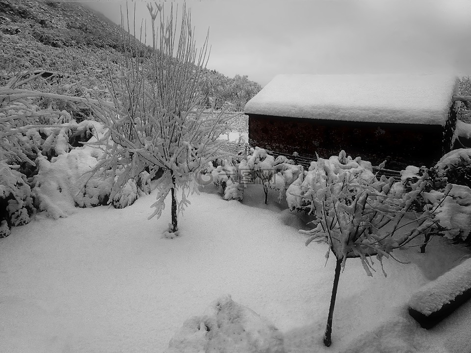 冬季,雪,冬天