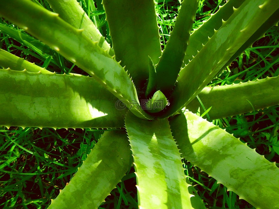 蘆薈精華素,sábila,植物