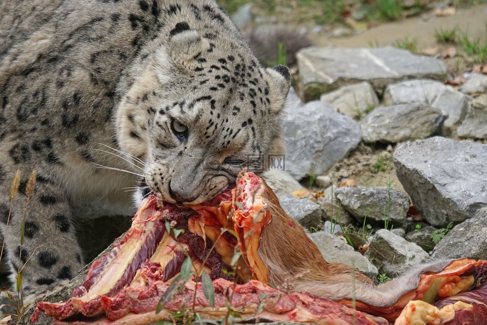 捕食,雪豹,irbis