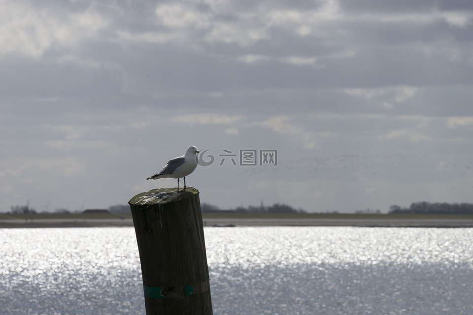 北海,水,海