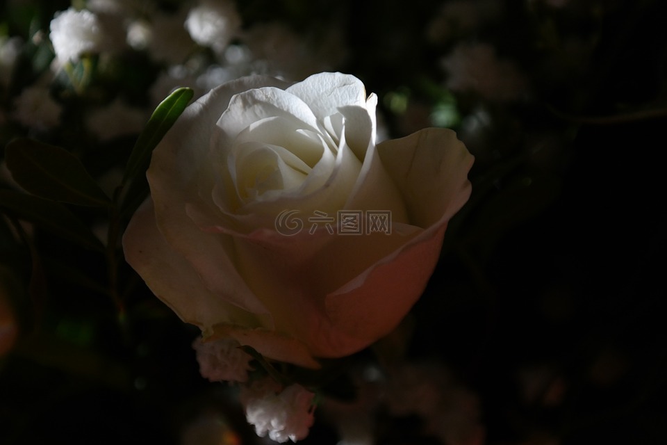 玫瑰,白,花