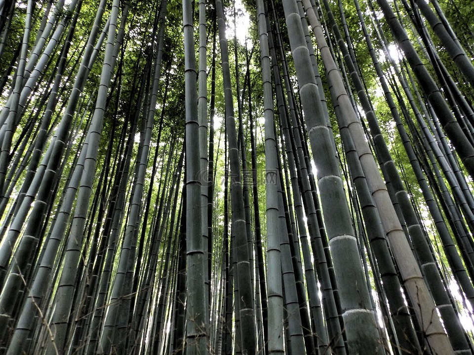 嵐,竹林,日本