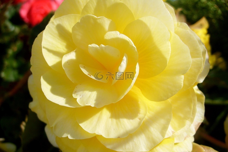 黃玫瑰,玫瑰花瓣,性質(zhì)