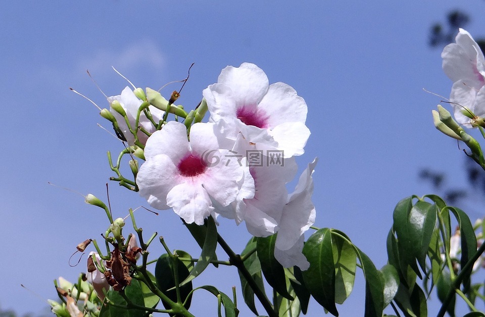 pandorea梔子,紫葳科,花