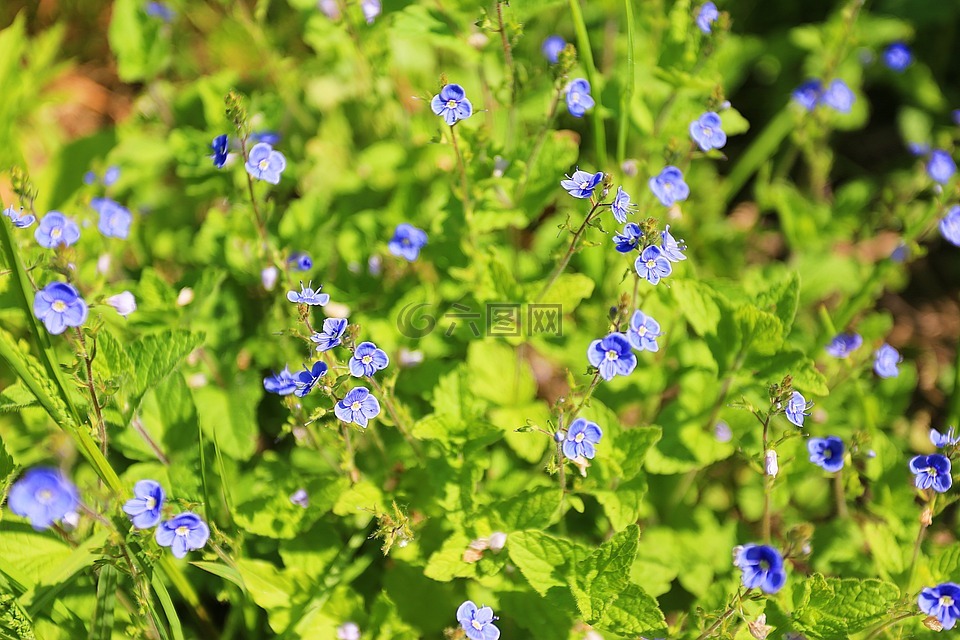 夏季,美容,夏季花卉