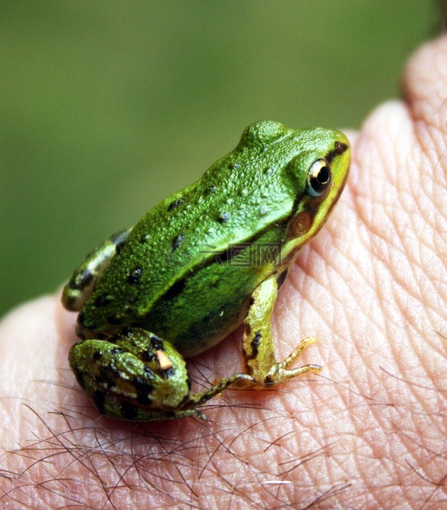 青蛙,绿色,自然