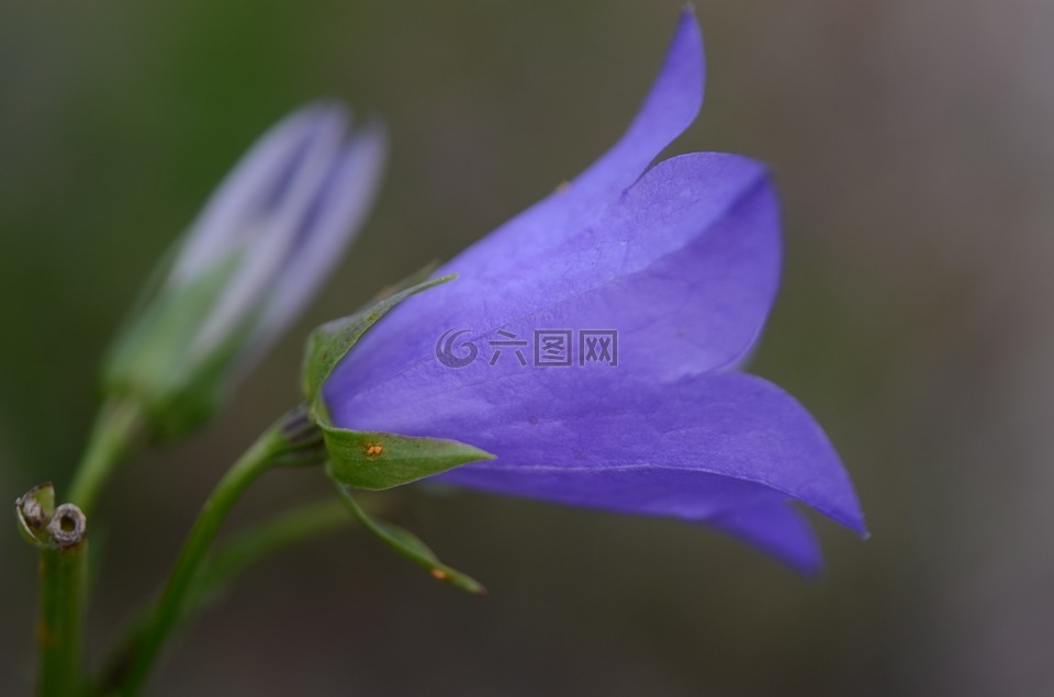 bellflower,桃闊葉風(fēng)鈴草,花