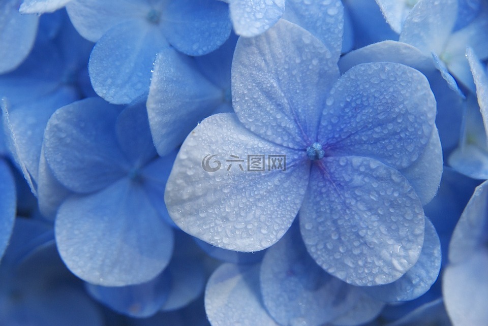 繡球花,花,藍色