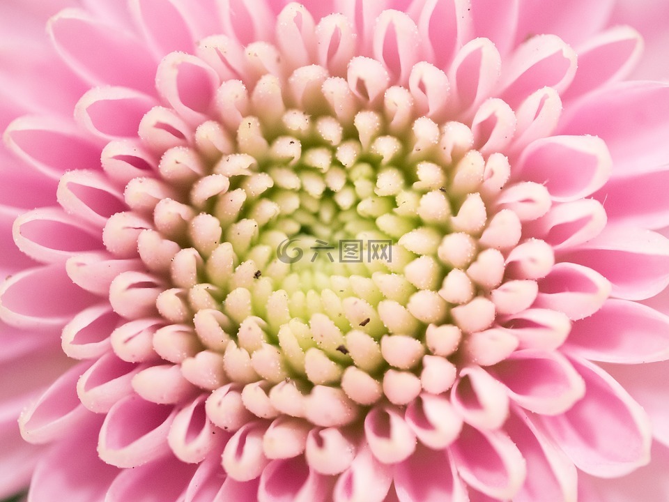 花,關(guān)閉,宏攝影