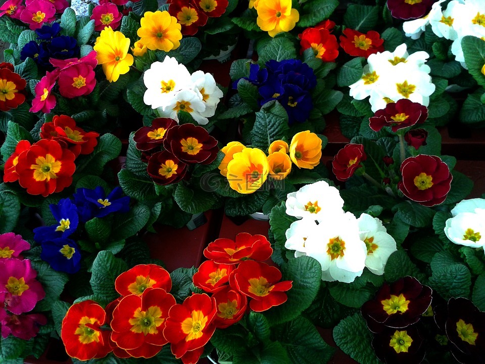 報春花,黃花九輪草,顏色
