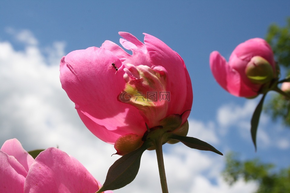 牡丹,花,螞蟻