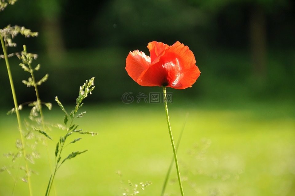 罌粟,花,花瓣