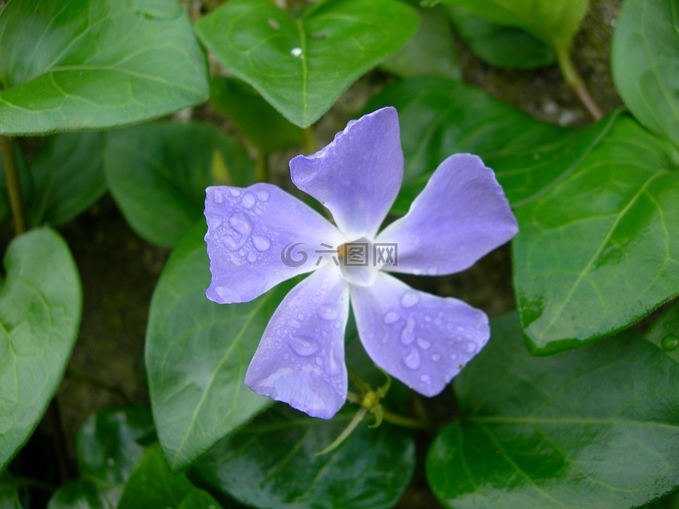 長春,花,長春花主要