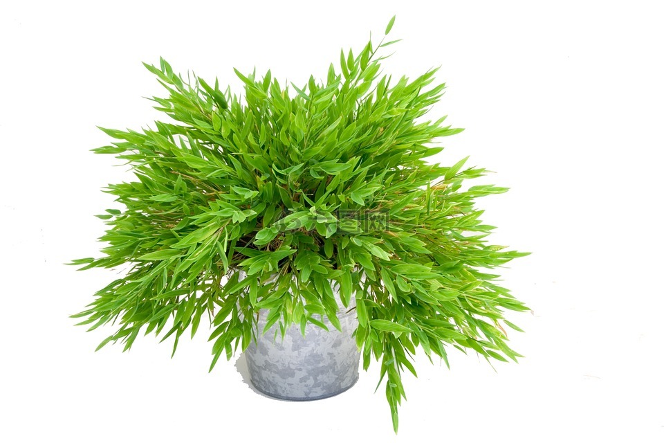 植物,绿色,竹