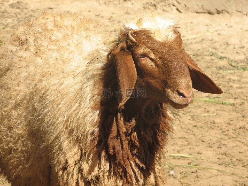 awassi羊,sanliurfa,個人