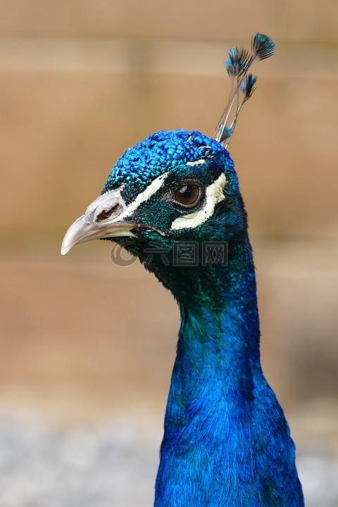 孔雀,鳥,羽毛
