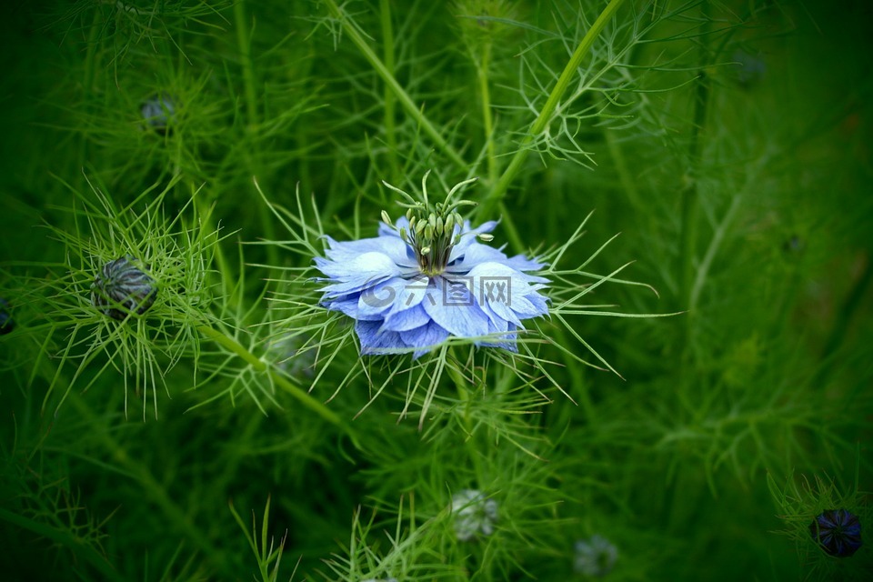 藍(lán)花,性質(zhì),宏