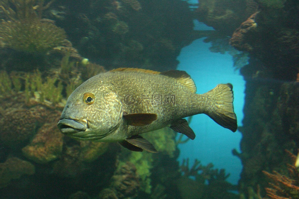 水族馆,水下,鱼
