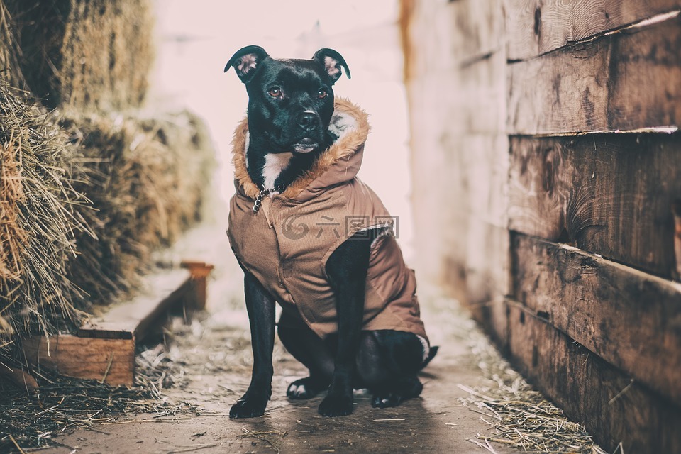 黑,狗,動物