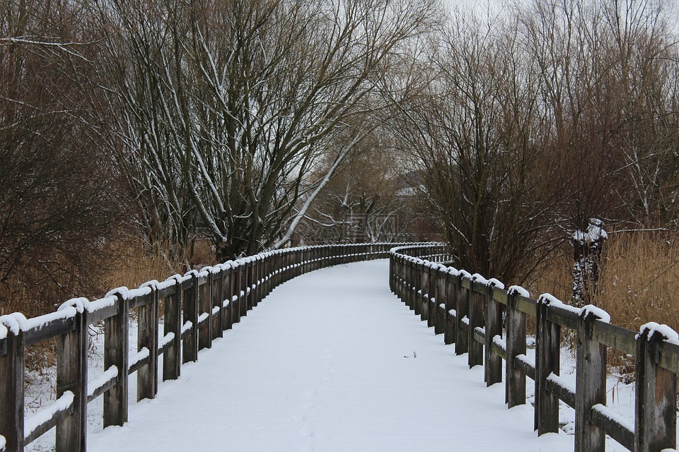 冬天,木,雪