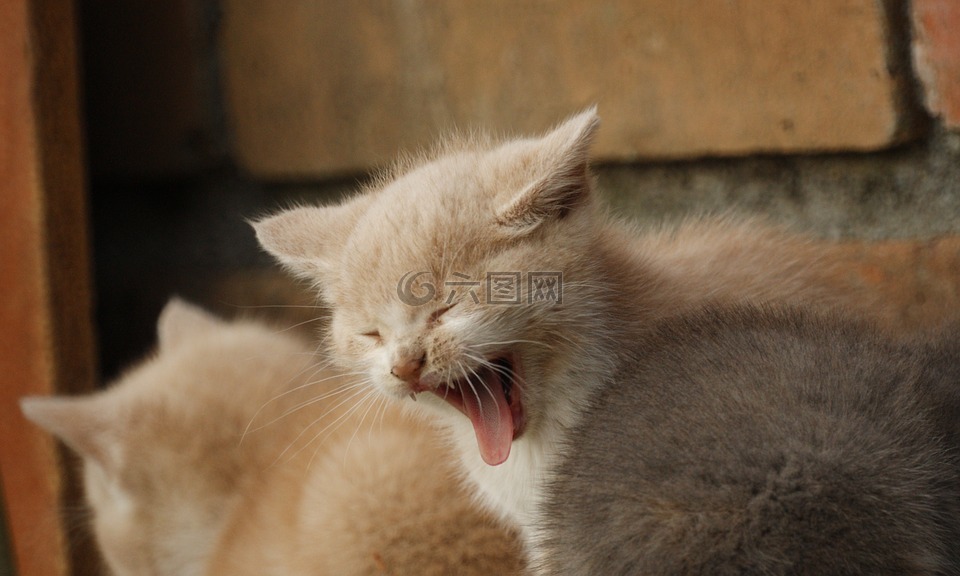 動物,貓咪喝,國內(nèi)