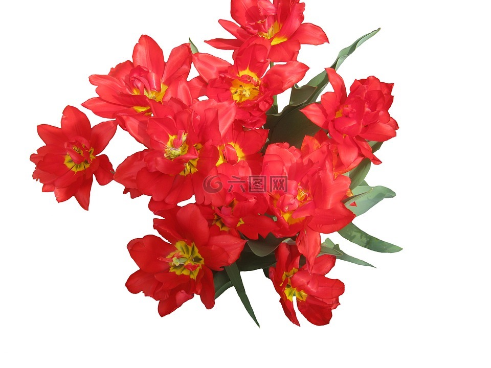 郁金香,紅色,春天