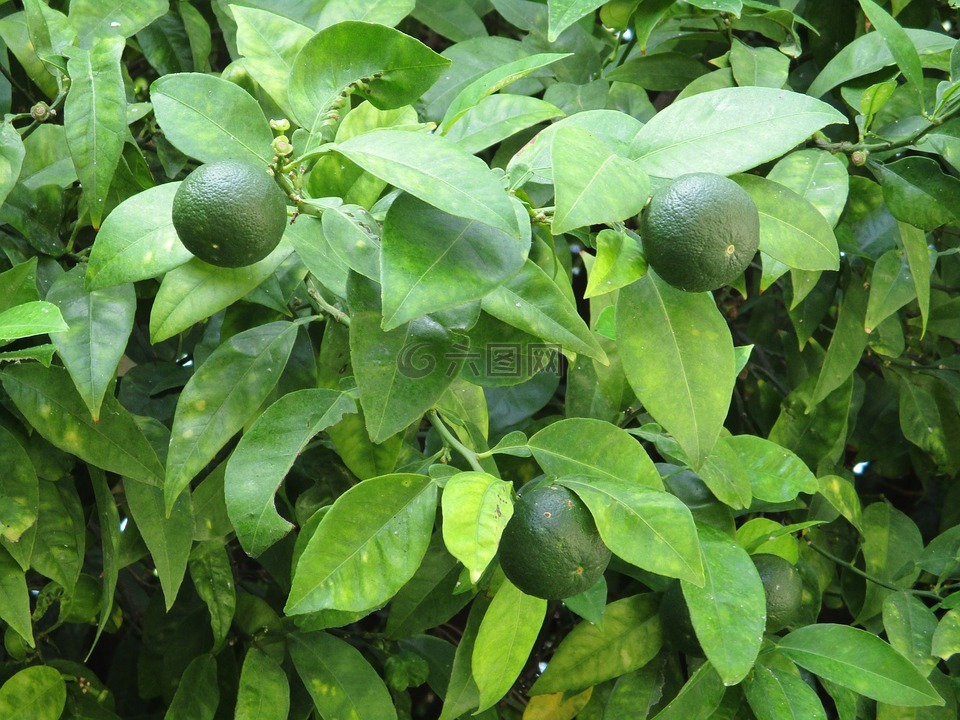 石灰,酸橙树,水果