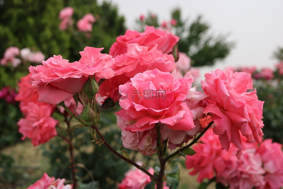 玫瑰,粉紅色,花園