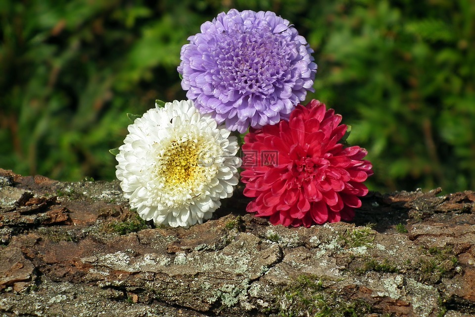 性質(zhì),植物,花