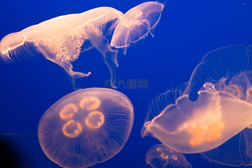 海蜇,水下,深