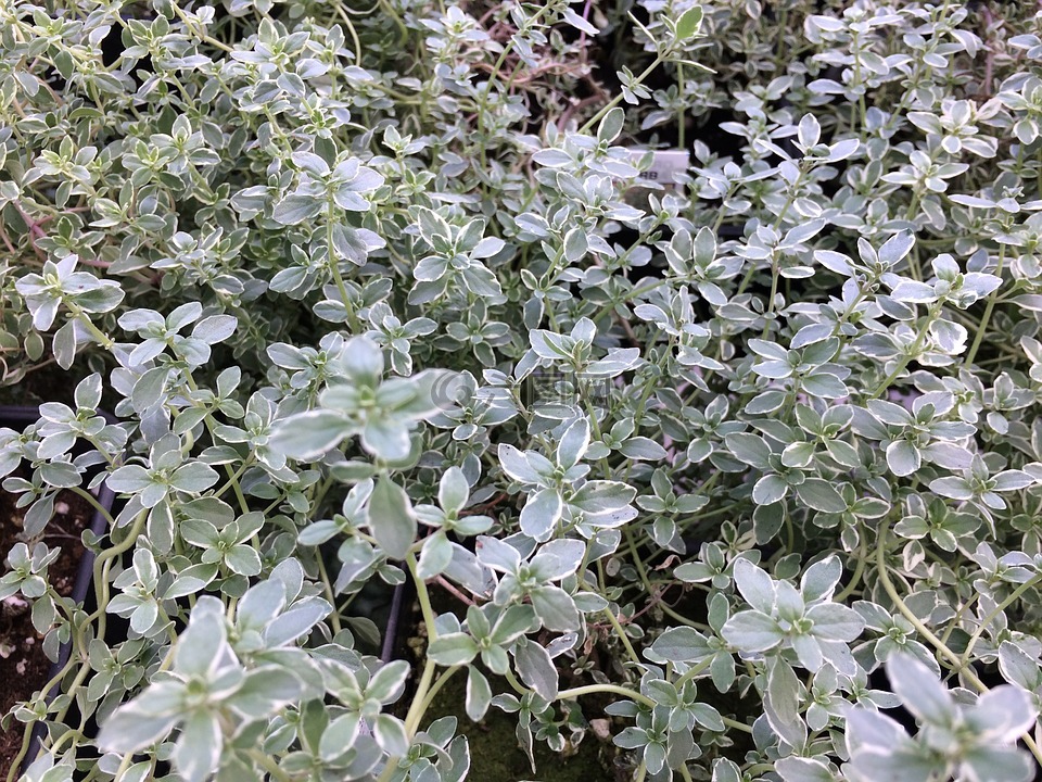 麝香草,植物,草本植物