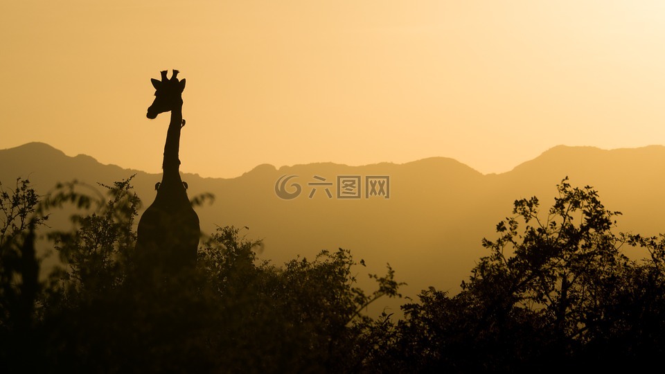 长颈鹿,日落,黄色