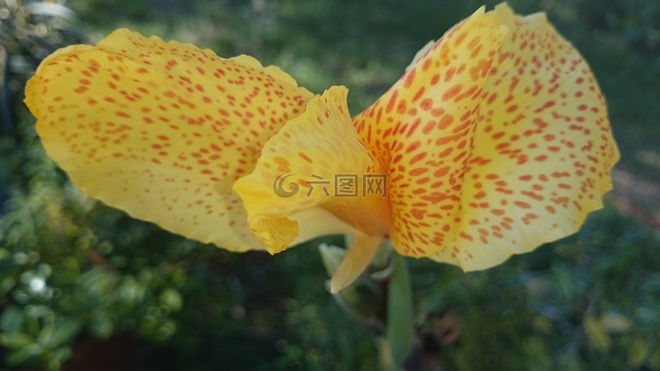花,哇,風格