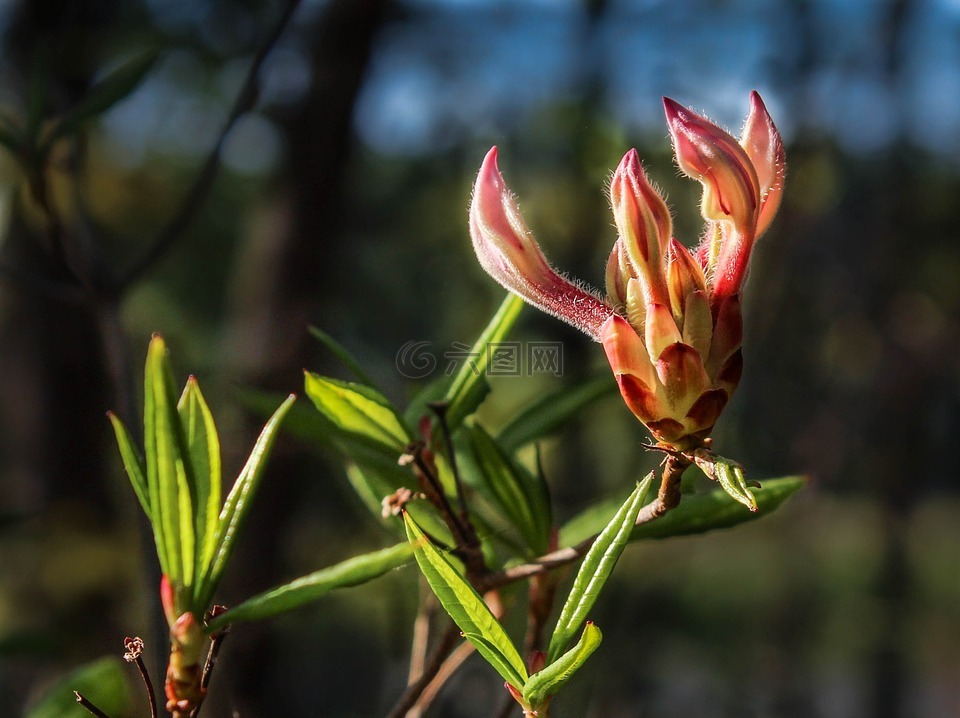 pinxter花,野生杜鵑花,杜鵑periclymenoides