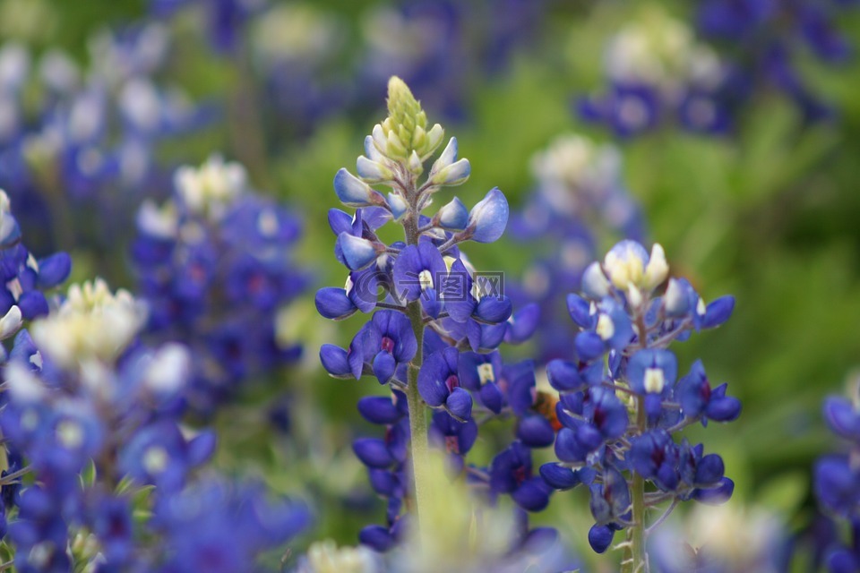 bluebonnets,德克薩斯不夠完整,春