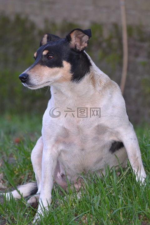 狗,動物,性質