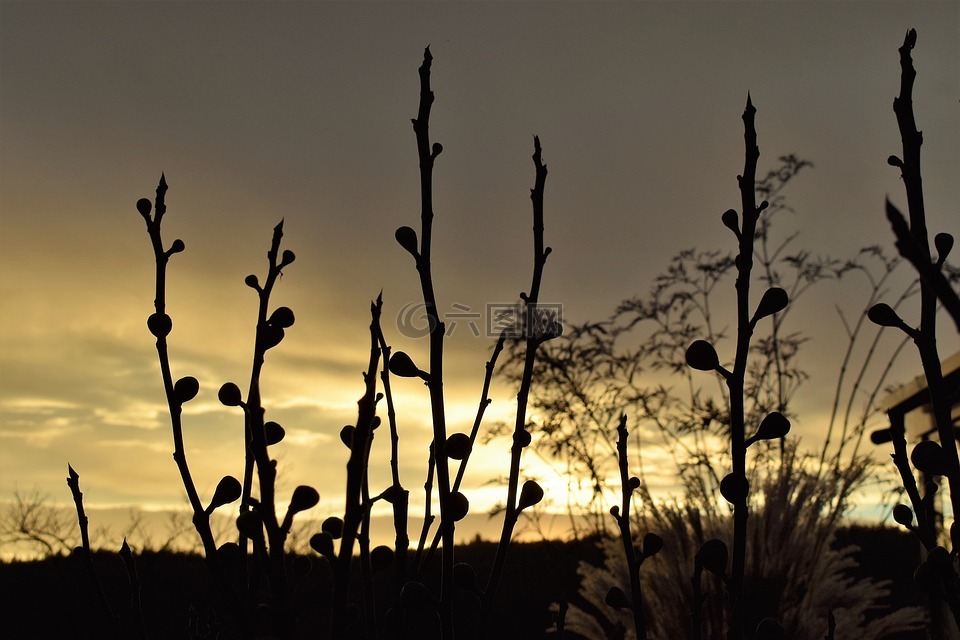 morgenrot,morgenstimmung,草
