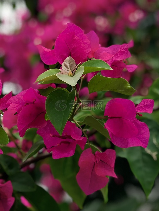 花,植物,花園