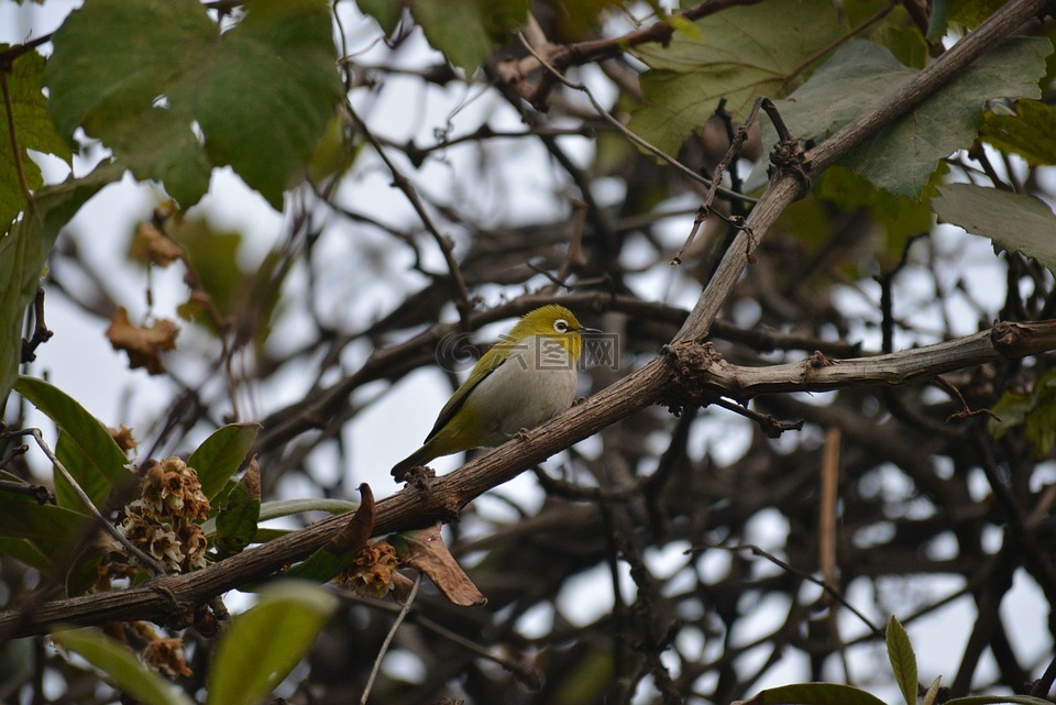 silvereye,白色的眼,蠟眼