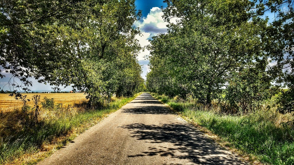 路徑,胡同,綠色