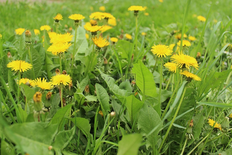 蒲公英,鲜花,黄色