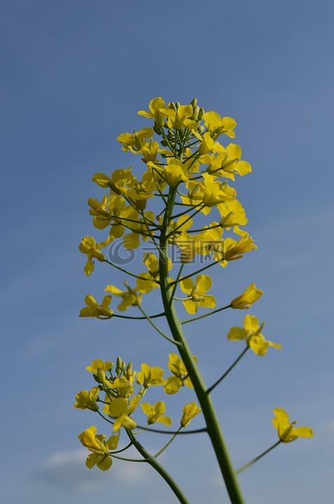 油菜,油菜開花,黃色