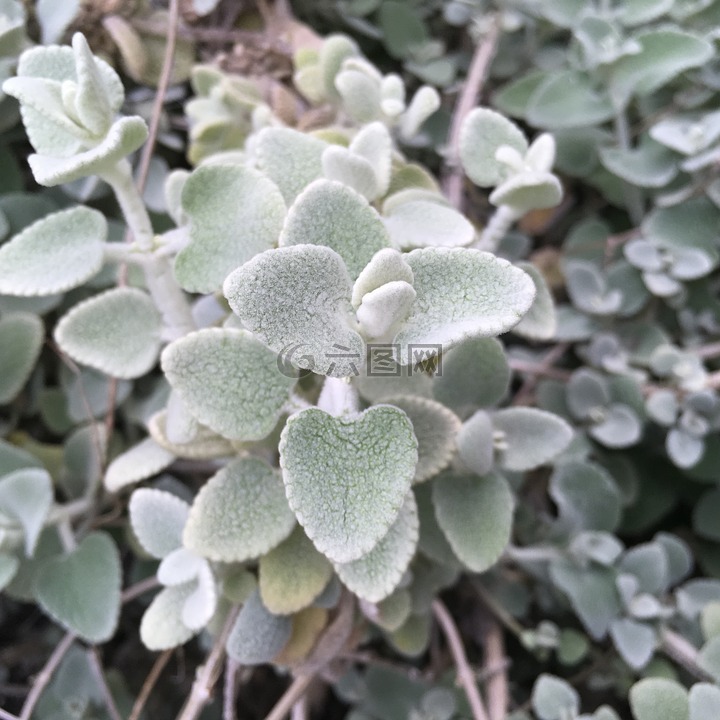 植物,綠色的植物,花園