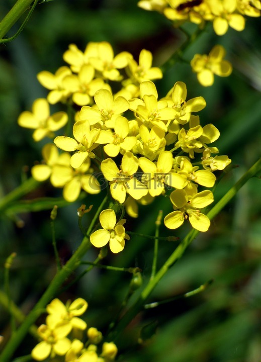 花,黄色,油菜