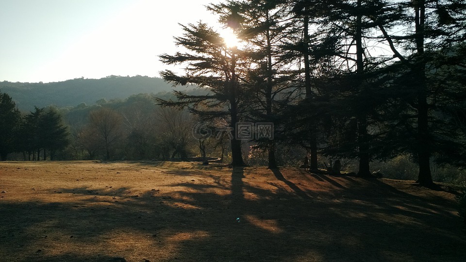 松林,松,太陽